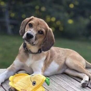 Amelia (In Foster Home) -  Beagle Dog for Adoption in Orland Hills, Illinois - Amelia (In Foster Home) | PetCurious