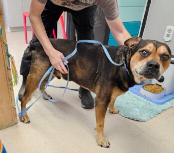 Rescue English Bulldog and Mixed Breed Dogs for Adoption in Sherwood, Arkansas - Buster | PetCurious