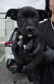 Black Labrador Retriever and Pit Bull Terrier Dogs Available for Adoption in Los Angeles, California - Earl | PetCurious