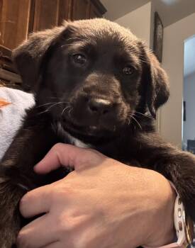 Black Labrador Retriever and Aussiedoodle Dogs Available for Adoption - Poppy | PetCurious