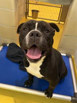 Pit Bull Terrier Dogs Available for Adoption in Eagle, Idaho - Supreme *Courtesy Post. Out Of Town Pet. See Below For Details* | PetCurious