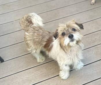 Terrier Dogs Available for Adoption in Bothell, Washington - Rye | PetCurious
