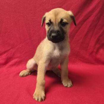 Rescue Shepherd Dogs for Adoption in San Antonio, Texas - Blaze | PetCurious