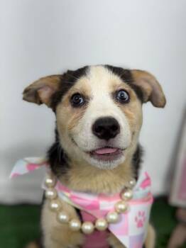 Manchego-One of our Amazing Rescue Dogs -  Australian Shepherd and Siberian Husky Dog for Adoption in Carlsbad, California - Manchego-One Of Our Amazing Rescue Dogs | PetCurious