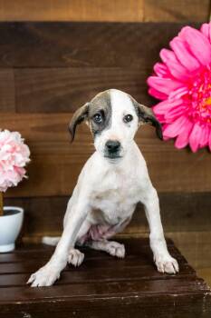 473-26 -  Terrier Dog for Adoption in Brighton, Colorado - 473-26 | PetCurious