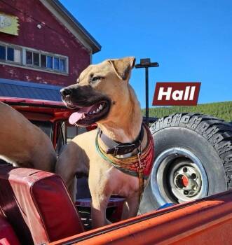 Hall -  Black Mouth Cur Dog for Adoption in Thornton, Colorado - Hall | PetCurious