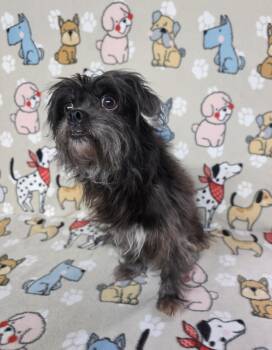 Rescue Xoloitzcuintli Mexican Hairless Dogs for Adoption in Dallas, Georgia - Gregory | PetCurious