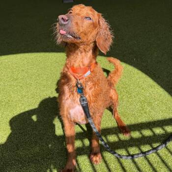 Golden Retriever Dogs Available for Adoption in West Palm Beach, Florida - Tucker | PetCurious