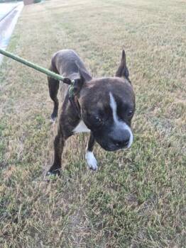 Boxer Dogs Available for Adoption in Lawrenceville, Georgia - Pen 210 Opie | PetCurious