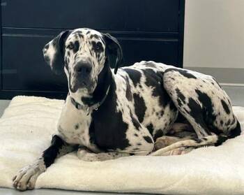 PAPI -  Great Dane Dog for Adoption in Ocala, Florida - PAPI | PetCurious