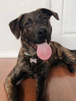 Boxer and Husky Dogs Available for Adoption in London, Ontario - Ozzy | PetCurious