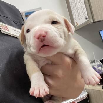 Pit Bull Terrier and Mixed Breed Dogs Available for Adoption in Austin, Texas - Phyllis | PetCurious