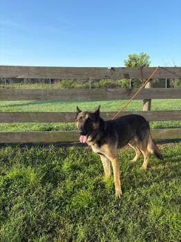 Jasper -  German Shepherd Dog Dog for Adoption in Wauchula, Florida - Jasper | PetCurious