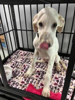 Loretta -  Hound and Mixed Breed Dog for Adoption in Denham Springs, Louisiana - Loretta | PetCurious
