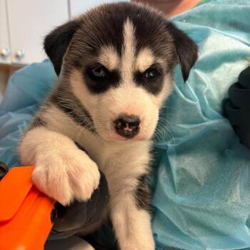 Sonar -  Mixed Breed Dog for Adoption in Huntington, West Virginia - Sonar | PetCurious