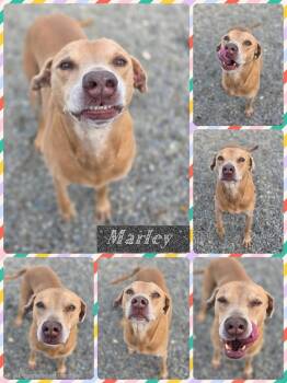 Rescue Weimaraner Dogs for Adoption in Binghamton, New York - Marley | PetCurious