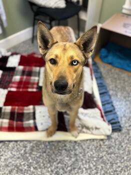 Husky and Mixed Breed Dogs Available for Adoption - Champ | PetCurious