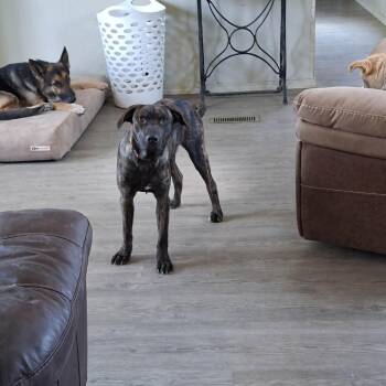 Dakota -  Plott Hound and Mixed Breed Dog for Adoption in Dover, Arkansas - Dakota | PetCurious
