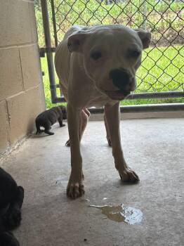 Sassy -  Pit Bull Terrier Dog for Adoption in Swainsboro, Georgia - Sassy | PetCurious
