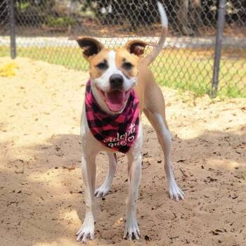 Mixed Breed Dogs Available for Adoption - Fiona | PetCurious