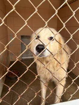 Great Pyrenees Dogs Available for Adoption in Gautier, Mississippi - Sadie | PetCurious