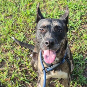 Mixed Breed Dogs Available for Adoption in Columbus, Georgia - 05/11/2026-Stray-CeliaDriveandEmpireStreet | PetCurious