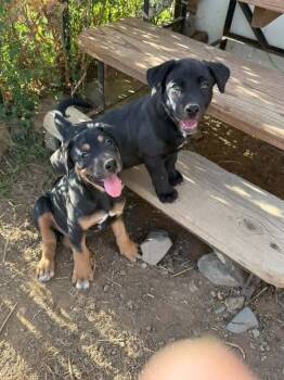Lemon Zest fka Princess -  Labrador Retriever and Rottweiler Dog for Adoption in Lafayette, Colorado - Lemon Zest Fka Princess | PetCurious