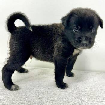 Rocco -  Mixed Breed Dog for Adoption in Warrensburg, Missouri - Rocco | PetCurious