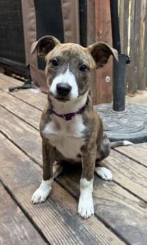 KRYSTAL* -  Pit Bull Terrier and Mixed Breed Dog for Adoption in Santa Cruz, California - KRYSTAL* | PetCurious