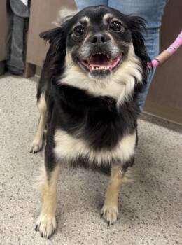 Annabelle -  Chihuahua and Pekingese Dog for Adoption in Fishers, Indiana - Annabelle | PetCurious
