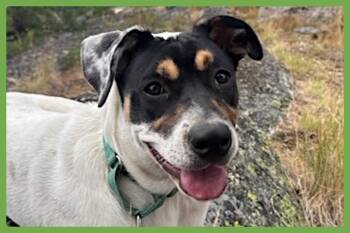 Wallace -  Jack Russell Terrier and Pit Bull Terrier Dog for Adoption in Amherst, Massachusetts - Wallace | PetCurious