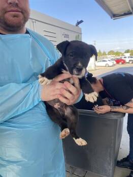 Shepherd Dogs Available for Adoption in Thousand Oaks, California - Erick - LONGTIME RESIDENT | PetCurious