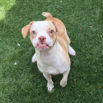 Baby Rabbit -  Mixed Breed Dog for Adoption in Naperville, Illinois - Baby Rabbit | PetCurious