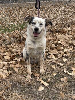 Rescue Australian Shepherd and Australian Cattle Dog Blue Heeler Dogs for Adoption in Torrington, Wyoming - Kayse | PetCurious