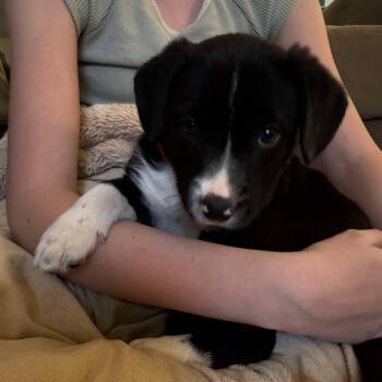 Border Collie and Labrador Retriever Dogs Available for Adoption - Jasper D11165 | PetCurious