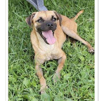 Lolita -  Pug and Chihuahua Dog for Adoption in Copiague, New York - Lolita | PetCurious