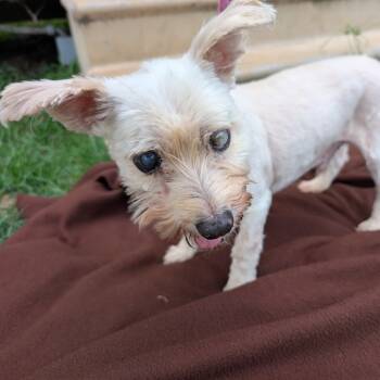 Rescue Yorkshire Terrier Dogs for Adoption in Houston, Texas - Winston Jones | PetCurious