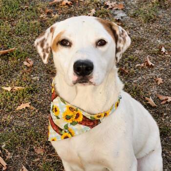 Nova -  English Pointer and Catahoula Leopard Dog Dog for Adoption in Little Rock, Arkansas - Nova | PetCurious