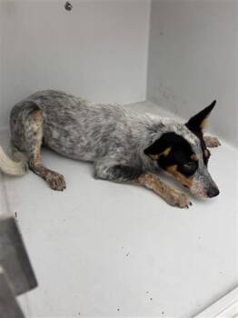 Rescue Australian Cattle Dog Blue Heeler Dogs for Adoption in Houston, Texas - A645147 | PetCurious