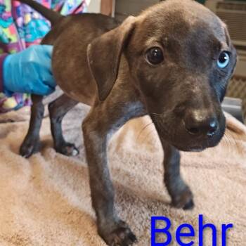 Behr -  Catahoula Leopard Dog and Mixed Breed Dog for Adoption in Chicago, Illinois - Behr | PetCurious