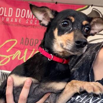 Mixed Breed Dogs Available for Adoption in Fredericksburg, Virginia - Dublin | PetCurious