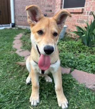 Shepherd Dogs Available for Adoption in Dallas, Texas - Winnie | PetCurious