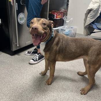 Mixed Breed Dogs Available for Adoption in Englewood, Florida - Roxanne | PetCurious