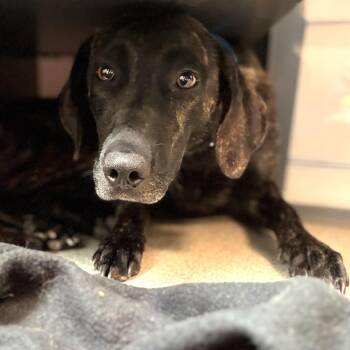 Julia -  Whippet and Labrador Retriever Dog for Adoption in South Elgin, Illinois - Julia | PetCurious