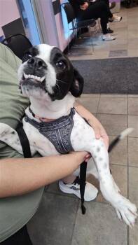 Mixed Breed Dogs Available for Adoption in El Paso, Texas - OREO | PetCurious