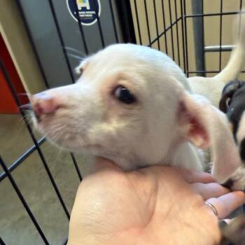 Chihuahua and Jack Russell Terrier Dogs Available for Adoption in Wilmington, Delaware - Bunny | PetCurious