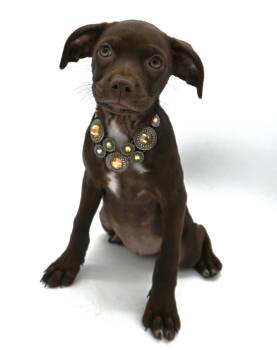 Twixy ( so sweet) -  Boston Terrier Dog for Adoption in Mobile, Alabama - Twixy ( So Sweet) | PetCurious