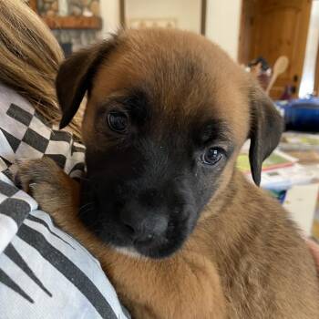 Dalia -  German Shepherd Dog and Mixed Breed Dog Available for Adoption in Oceanside, California - Dalia | PetCurious