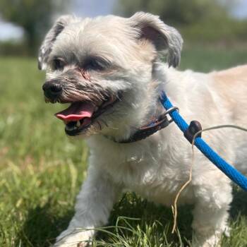 Bichon Frise and Shih Tzu Dogs Available for Adoption in York, Pennsylvania - Jude | PetCurious