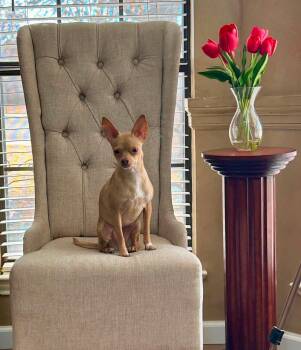 Penny -  Chihuahua Dog for Adoption in Shorewood, Illinois - Penny | PetCurious
